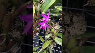 Orchid Laelia anceps 27 January 2019 [upl. by Divadnoj]