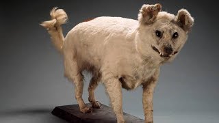 10 Extinct Dog Breeds [upl. by Maurice]