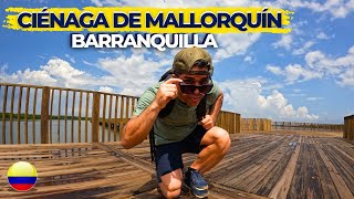 Como es El Ecoparque Ciénaga de Mallorquín  La joya ecológica en las afueras de Barranquilla [upl. by Burnard]