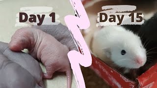 Raising Baby Dumbo Rats Fancy Rat Babies Growing up for 2 Weeks Dumbo Rat Overview [upl. by Rivy283]