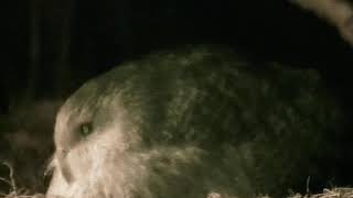 Kakapo Parrot BOOMING Mating Call New Zealand HEAVIEST PARROT IN THE WORLD [upl. by Eustace]