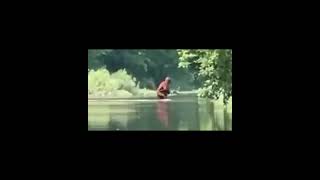 Sasquatch Crossing River Carrying Infant Bigfoot on Video [upl. by Chavaree]