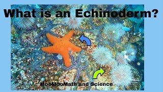 Echinoderm Facts [upl. by Simmie]