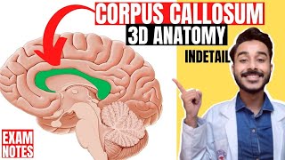 corpus callosum anatomy 3d  white matter of cerebrum anatomy [upl. by Macilroy]