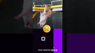 Saddest Story of Hamster in the Squid Game 😭😭💔  Hamsterious  Bouncing Square squidgame [upl. by Nedloh792]