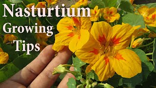 NASTURTIUM Plants  How to Grow and Care tips  Beautiful Winter  Spring Flowers [upl. by Eihtur]