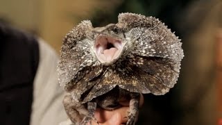 3 Care Tips for Frilled Dragons  Pet Reptiles [upl. by Onitsoga]