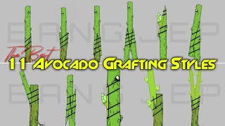 The BEST 11 Avocado Grafting Methods [upl. by Eirret]