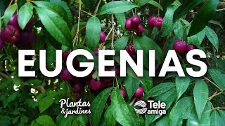 EUGENIAS en Plantas y Jardines  Teleamiga [upl. by Christianity825]