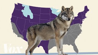 Is the gray wolf actually endangered [upl. by Airdnekal268]