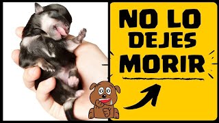 🛑Perros RECIEN NACIDOS ⏩ Aprende  5  SECRETOS para EVITAR MUERTES en Perros RECIEN Nacidos [upl. by Magnuson]