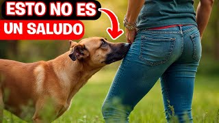 El CURIOSO hábito de los PERROS La razón de olfatear traseros [upl. by Aramoy]