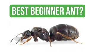 How To Care for Lasius Niger  Care Guide  BRUMA Ants [upl. by Harrietta]