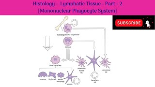 Histology of Lymphatic tissue  Part 2  Mononuclear Phagocyte System Features  Functions [upl. by Ardme548]