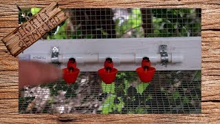 How to Build an Automatic Water System for Quail Chickens and Other Poultry [upl. by Tebor]