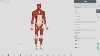 Układ mięśniowy  Complete Anatomy 2018 [upl. by Nahum]