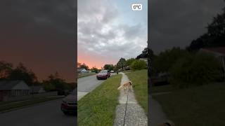 Morning Walk Therapy 🐾 Dog Mom Life dogmom dog minivlog [upl. by Artemed]