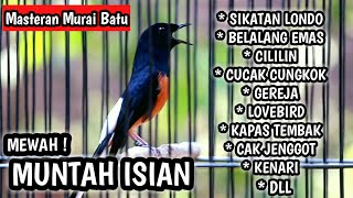 MURAI BATU GACOR FULL ISIAN TEMBAKAN MEWAH MASTERAN MURAI BATU LOMBA [upl. by Wavell]