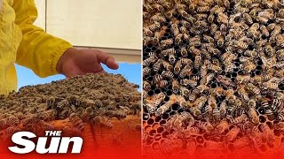 UAE beekeepers genetically modify queen bees to survive high temperatures [upl. by Garda]