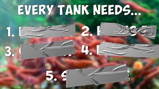 Shrimp Tank Success Secrets TOP 5 ESSENTIALS REVEALED [upl. by Nageet868]