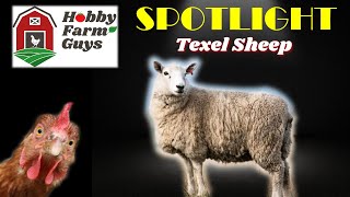 HFG Farm Animal Spotlight Texel Sheep [upl. by Namra244]