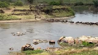 The Great Migration at the Mara river  Tanzania [upl. by Elletnuahs]