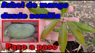 Como cultivar mango desde semilla paso a paso [upl. by Nywled]