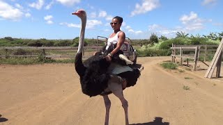 She rode an Ostrich😮— Sailing Uma Step 100 [upl. by Lipinski928]