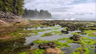 Rocky Intertidal Zone [upl. by Schlenger]