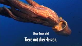 Wunder der Meere – Oktopus [upl. by Waldo95]