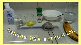 Banana DNA Extraction [upl. by Tome65]