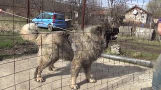 Caucasian shepherd aggressive [upl. by Angelico]