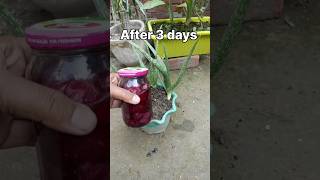 Home made fertilizer in Aloevera 🧅🧅fertilizer aloevera onion [upl. by Nirtak]