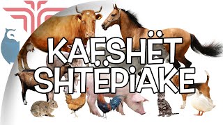 Kafshët shtepiake [upl. by Ahsakat]