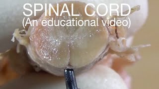 SPINAL CORD  External Features An educational video [upl. by Ateuqirne]