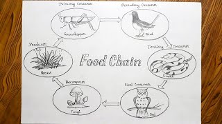 How to draw food chain step by step very easy [upl. by Asyle]