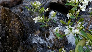 Relaxing nature sounds of river water in forest ASMR sleep music sound White noise ASMR [upl. by Orferd]