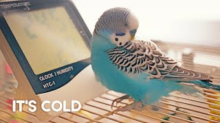 How to Keep a Budgies Cage Warm [upl. by Drol847]