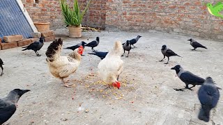 Crows vs Hens funny and entertaining Video🤩🥰🥳😍🤡🤡 [upl. by Akyssej]