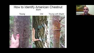 Finding American Chestnuts [upl. by Torey698]