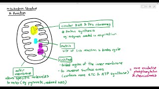 1210 Structural Adaptation of the Mitochondrion Cambridge AS A Level Biology 9700 [upl. by Tnomyar322]