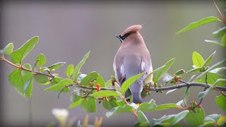 Cedar Waxwing Bombycilla cedrorum [upl. by Ivanah]