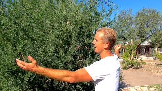 Top 10 Edible Plants Cactus and Trees for the Arizona Desert [upl. by Irolav]