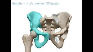 BASSIN OBSTÉTRICAL Anatomie [upl. by Llebana758]