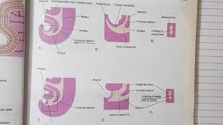 Hind gut development Embryology  Alimentary System Part 8 [upl. by Loughlin507]