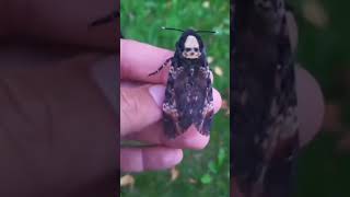 Dead Insect  Dead Hawk Moth farming shortvideo shorts [upl. by Nowell719]