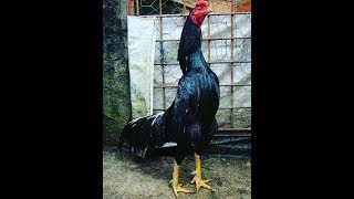 INDIAN BLACK CHICKEN ROOSTERSiyah Hint HorozlarıLuta de galoDövüş Horozu [upl. by Legra]