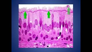 EPITELIO PSEUDOESTRATIFICADO CILIADO CON CELULAS CALICIFORMES [upl. by Tace]