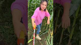 Very Helpful Tool for Rural Farmer  Amazing Tool for Corn 🌽🌽 Farming 🧺 shorts youtubeshorts [upl. by Philemol]