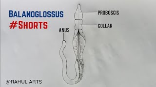 Balanoglossus Diagram  How To Draw Balanoglossus Diagram cbse shorts biology [upl. by Hafirahs]